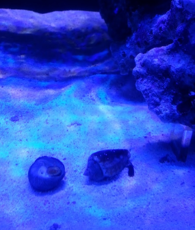 マガキとシッタカ